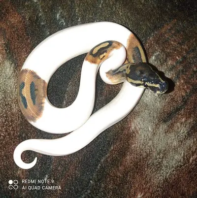 EXO 4 YOU sklep terarystyczny